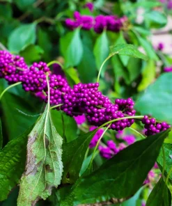 Purple Beautyberry Seeds - Callicarpa Americana Shrub Flower, 40 Seeds - Image 11