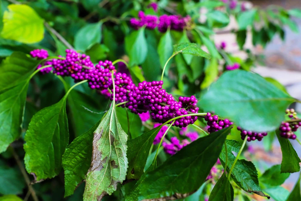 Purple Beautyberry Seeds - Callicarpa Americana Shrub Flower, 40 Seeds - Image 11