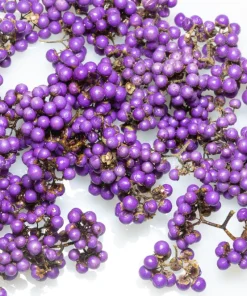 Purple Beautyberry Seeds - Callicarpa Americana Shrub Flower, 40 Seeds - Image 3