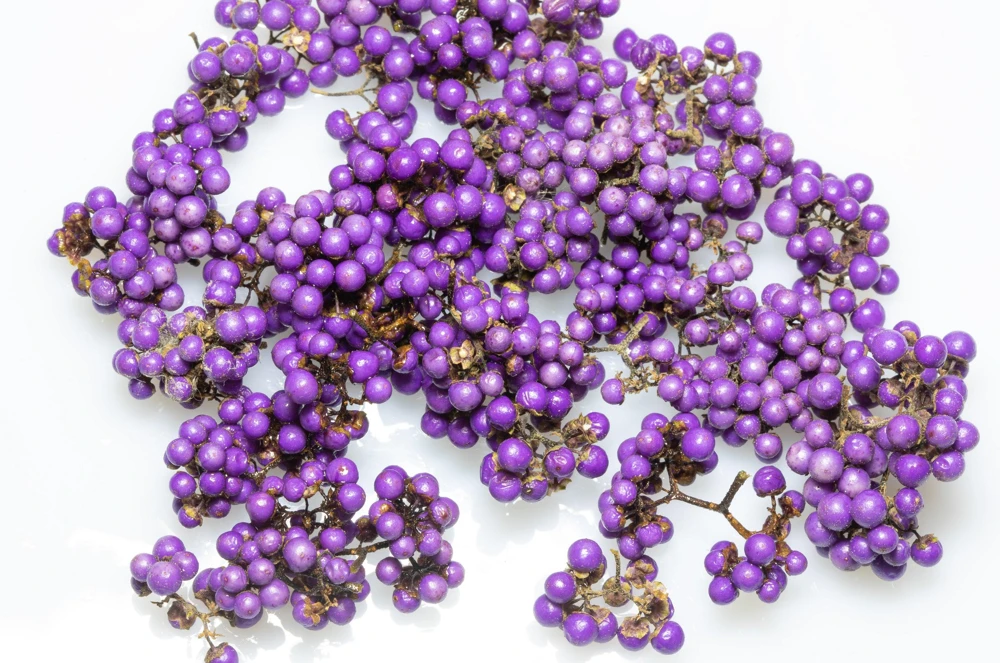 Purple Beautyberry Seeds - Callicarpa Americana Shrub Flower, 40 Seeds - Image 3