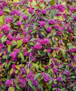 Purple Beautyberry Seeds - Callicarpa Americana Shrub Flower, 40 Seeds - Image 4