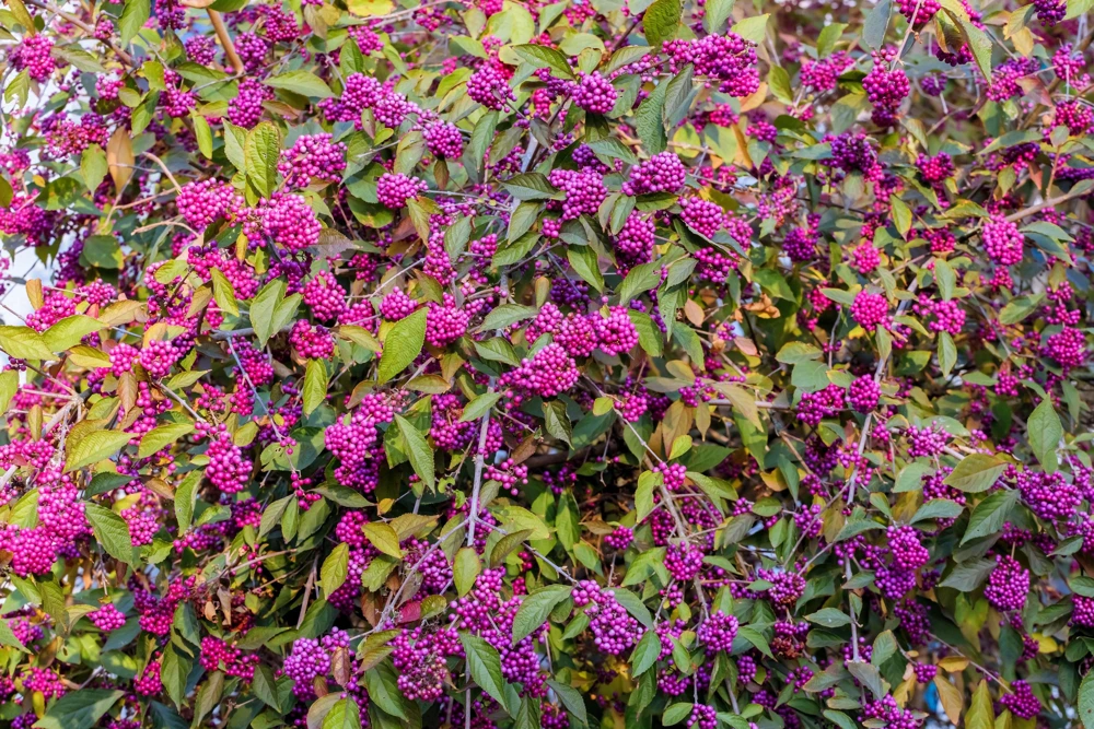 Purple Beautyberry Seeds - Callicarpa Americana Shrub Flower, 40 Seeds - Image 4