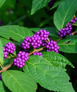Purple Beautyberry Seeds - Callicarpa Americana Shrub Flower, 40 Seeds - Image 5