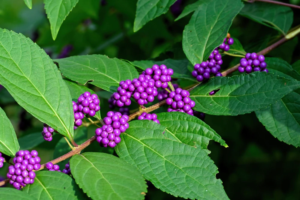 Purple Beautyberry Seeds - Callicarpa Americana Shrub Flower, 40 Seeds - Image 5