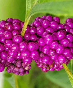 Purple Beautyberry Seeds - Callicarpa Americana Shrub Flower, 40 Seeds - Image 7