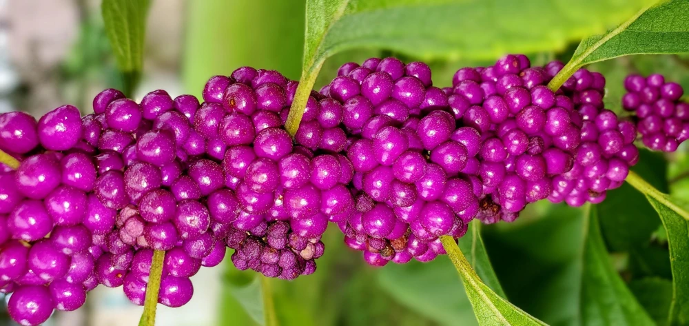 Purple Beautyberry Seeds - Callicarpa Americana Shrub Flower, 40 Seeds - Image 7