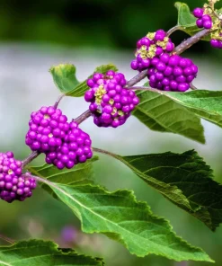 Purple Beautyberry Seeds - Callicarpa Americana Shrub Flower, 40 Seeds - Image 8
