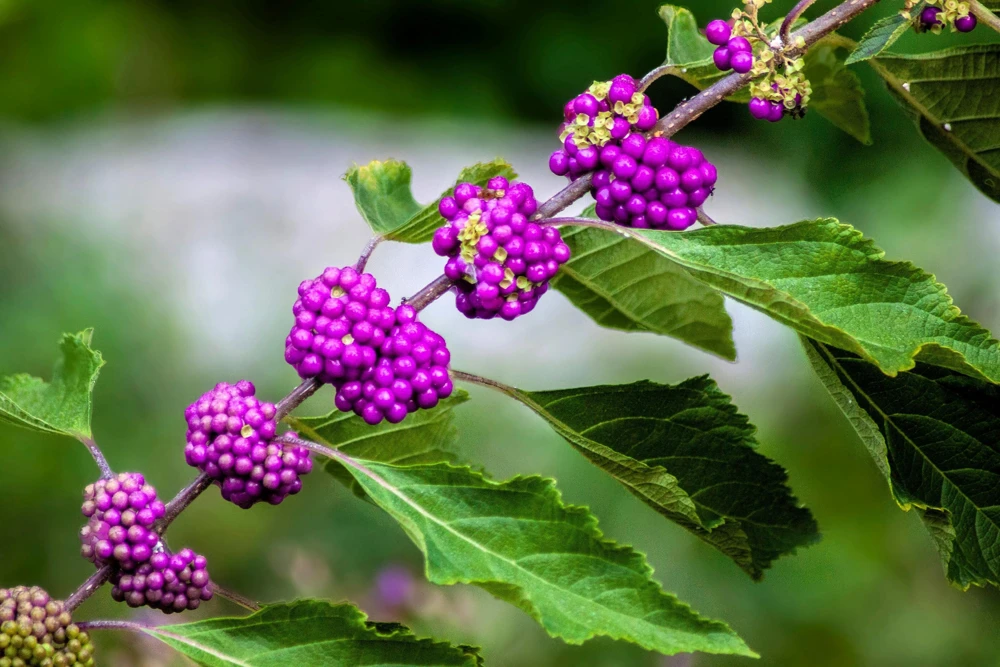 Purple Beautyberry Seeds - Callicarpa Americana Shrub Flower, 40 Seeds - Image 8