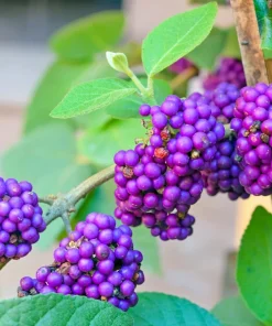Purple Beautyberry Seeds - Callicarpa Americana Shrub Flower, 40 Seeds - Image 9
