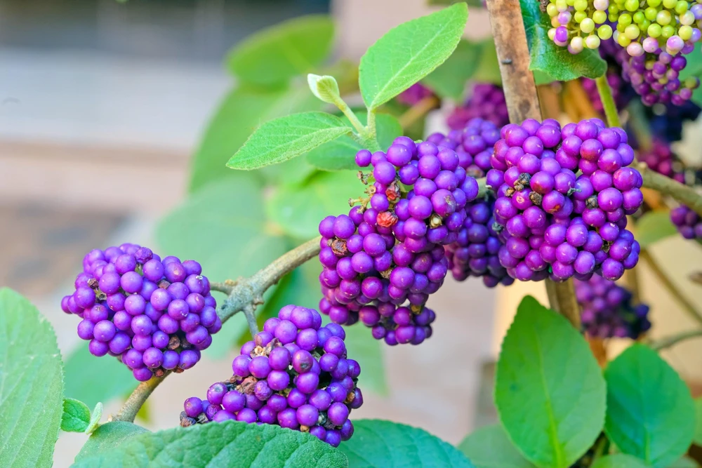 Purple Beautyberry Seeds - Callicarpa Americana Shrub Flower, 40 Seeds - Image 9