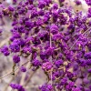 Purple Beautyberry Seeds - Callicarpa Americana Shrub Flower, 40 Seeds - Image 1