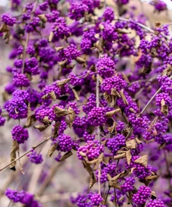 Purple Beautyberry Seeds - Callicarpa Americana Shrub Flower, 40 Seeds - Image 1