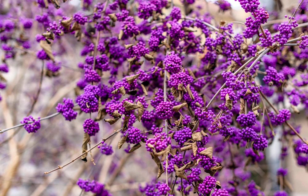 Purple Beautyberry Seeds - Callicarpa Americana Shrub Flower, 40 Seeds - Image 1