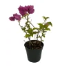 Purple Bougainvillea Live Plant – 4" Pot – Indoors/Out or Bonsai - Image 1