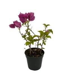 Purple Bougainvillea Live Plant – 4