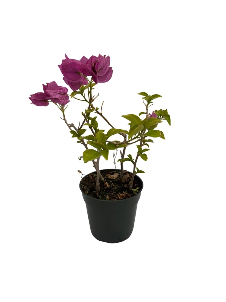 Purple Bougainvillea Live Plant – 4" Pot – Indoors/Out or Bonsai - Image 1