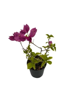 Purple Bougainvillea Live Plant – 4" Pot – Indoors/Out or Bonsai - Image 2
