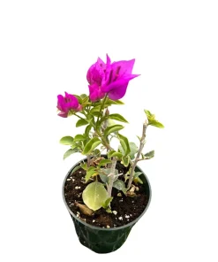 Purple Bougainvillea Live Plant – 4