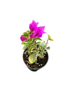 Purple Bougainvillea Live Plant – 4