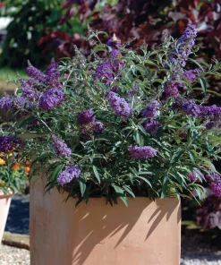 Purple Butterfly Bush Live Plant – Compact – Heavy Blooms – 1 Gallon Pot – Outdoor - Image 2