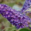 Purple Butterfly Bush Live Plant – Compact – Heavy Blooms – 1 Gallon Pot – Outdoor - Image 1