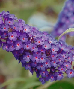 Purple Butterfly Bush Live Plant – Compact – Heavy Blooms – 1 Gallon Pot – Outdoor - Image 1