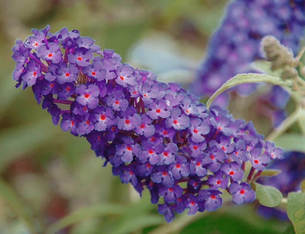 Purple Butterfly Bush Live Plant – Compact – Heavy Blooms – 1 Gallon Pot – Outdoor - Image 1