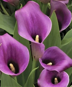 Purple Calla Lily Flower Seeds - Zantedeschia Aethiopica Bonsai Plant - Image 2