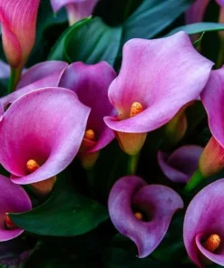 Purple Calla Lily Flower Seeds - Zantedeschia Aethiopica Bonsai Plant - Image 3