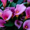 Purple Calla Lily Flower Seeds - Zantedeschia Aethiopica Bonsai Plant - Image 1