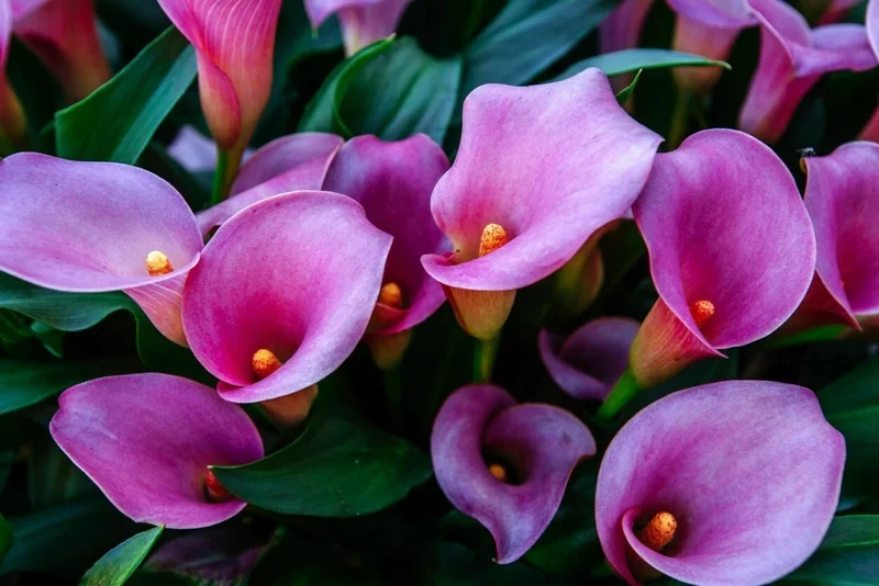 Purple Calla Lily Flower Seeds - Zantedeschia Aethiopica Bonsai Plant - Image 1