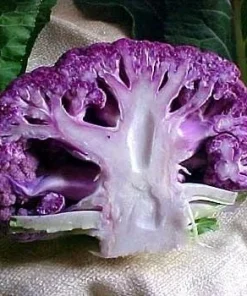 Purple Cauliflower Live Plant - 4" Pot - Colorful & Flavorful Vegetable - Image 2