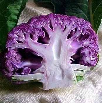 Purple Cauliflower Live Plant - 4" Pot - Colorful & Flavorful Vegetable - Image 2