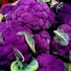 Purple Cauliflower Live Plant - 4" Pot - Colorful & Flavorful Vegetable - Image 1