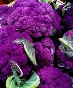 Purple Cauliflower Live Plant - 4