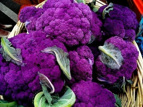 Purple Cauliflower Live Plant - 4" Pot - Colorful & Flavorful Vegetable - Image 1