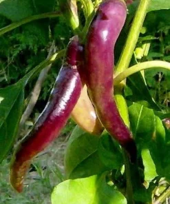 Purple Cayenne Pepper Seeds - Heirloom Hot Pepper Seeds - 20 Count - Image 2