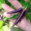 Purple Cayenne Pepper Seeds - Heirloom Hot Pepper Seeds - 20 Count - Image 1