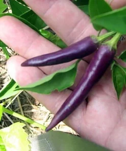 Purple Cayenne Pepper Seeds - Heirloom Hot Pepper Seeds - 20 Count - Image 1