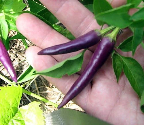 Purple Cayenne Pepper Seeds - Heirloom Hot Pepper Seeds - 20 Count - Image 1
