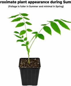 Purple Chinese Wisteria Tree - Live Plant - 6-12