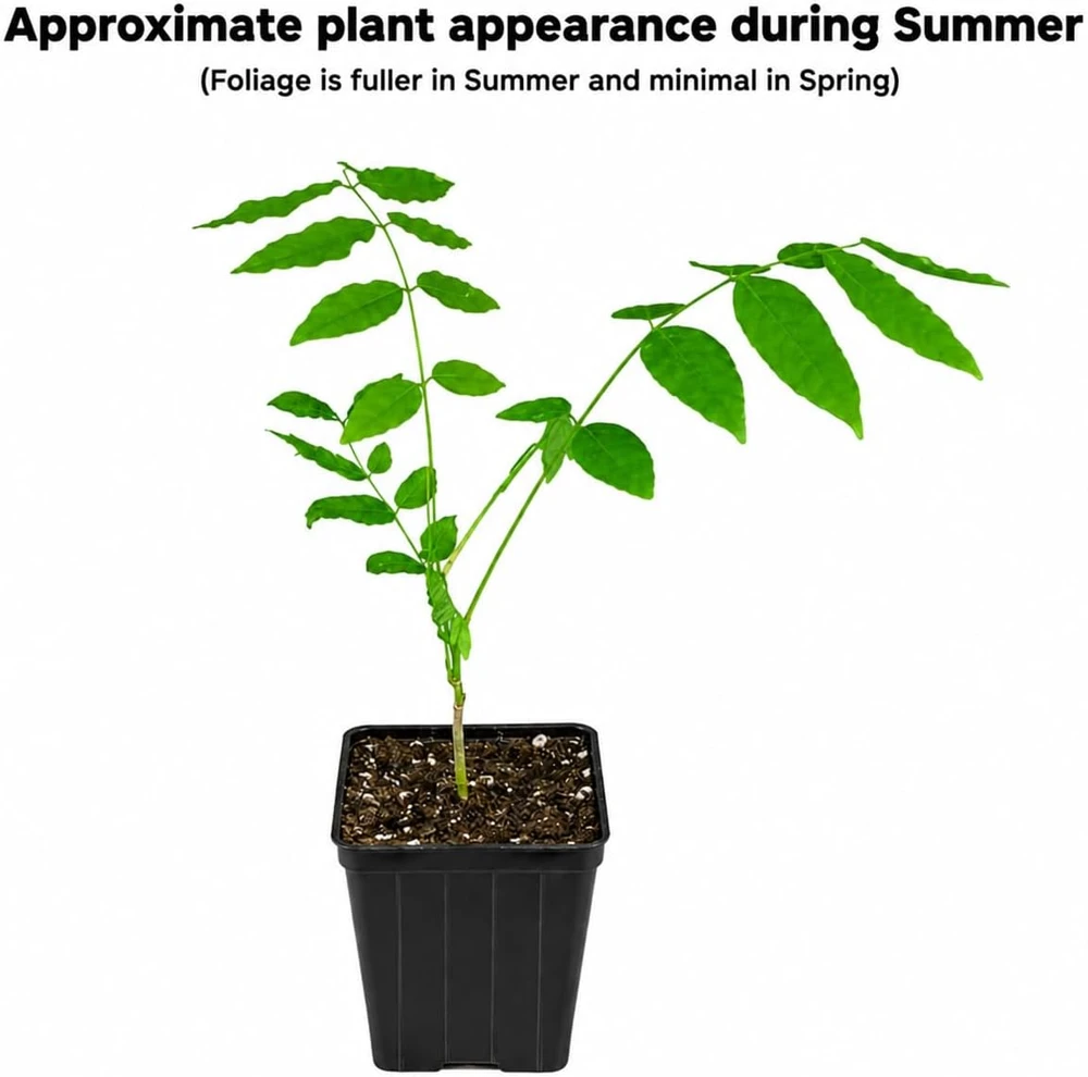 Purple Chinese Wisteria Tree - Live Plant - 6-12" Tall Seedling - 2.5" Pot - Image 2