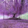 Purple Chinese Wisteria Tree - Live Plant - 6-12" Tall Seedling - 2.5" Pot - Image 1