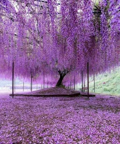 Purple Chinese Wisteria Tree - Live Plant - 6-12