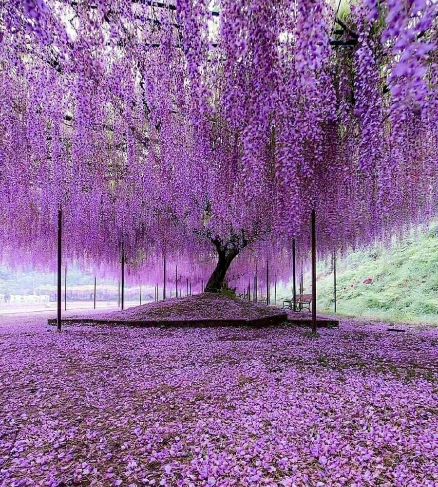 Purple Chinese Wisteria Tree - Live Plant - 6-12" Tall Seedling - 2.5" Pot - Image 1