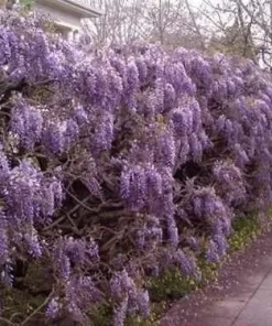 Purple Chinese Wisteria Tree - Live Plant - 6-12