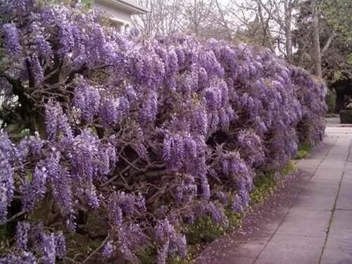Purple Chinese Wisteria Tree - Live Plant - 6-12" Tall Seedling - 2.5" Pot - Image 4