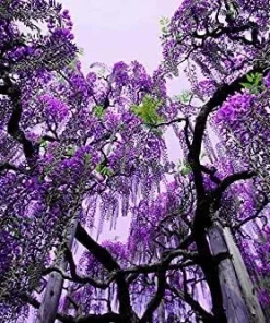 Purple Chinese Wisteria Tree - Live Plant - 6-12