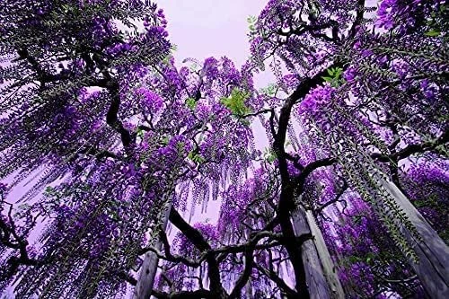 Purple Chinese Wisteria Tree - Live Plant - 6-12" Tall Seedling - 2.5" Pot - Image 5