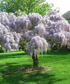Purple Chinese Wisteria Tree - Live Plant - 6-12